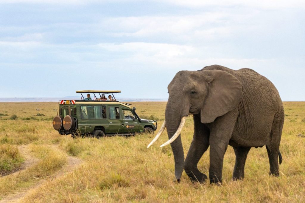 Afrykanskie Safari