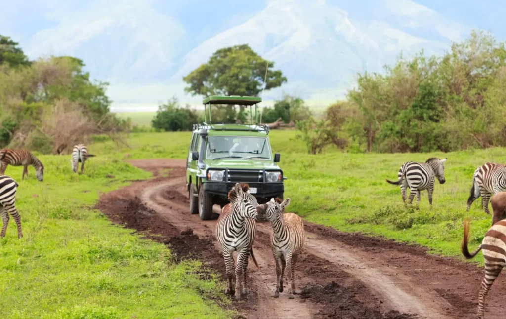 Safari Ultra Premium