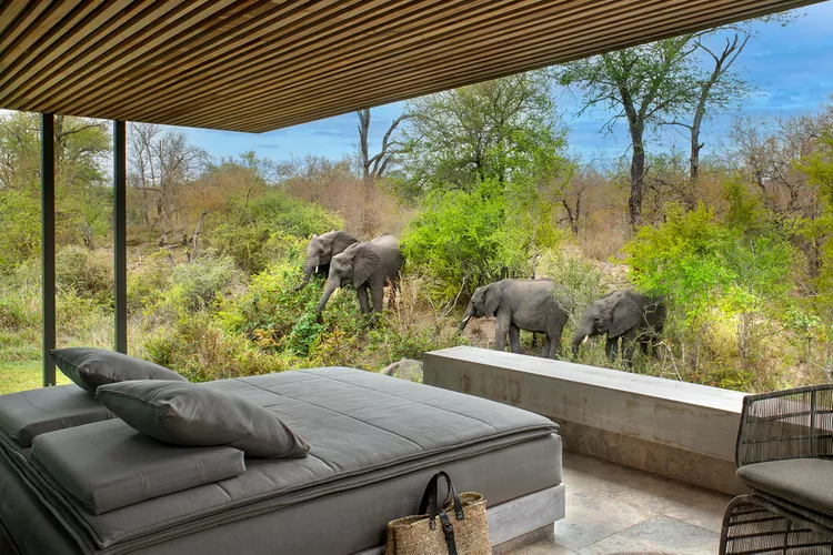 Safari Ultra Premium Blog